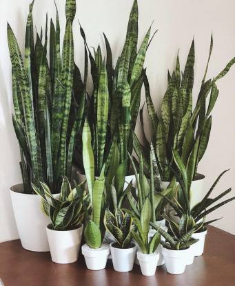 Corofitam Snake Plant Hybrid