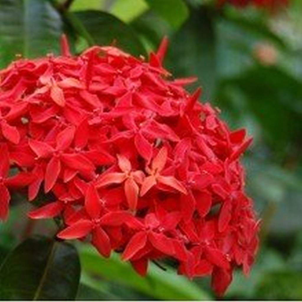 Live Outdoor Plant Ixora Red Casei Super King House Plant