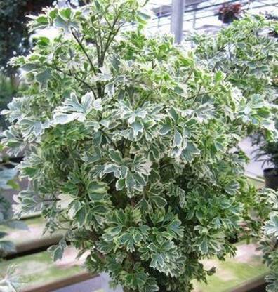 Aralia Plant