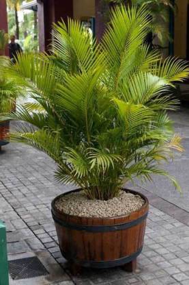 Cloud Farm China Palm Plant Hybrid