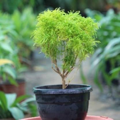 Aralia Plant Hybrid