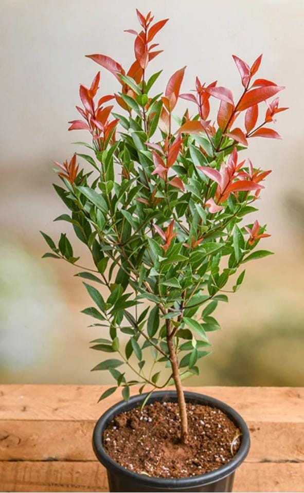 Syzygium Plant